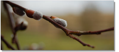 Buds on the Kilmarnock Willow.