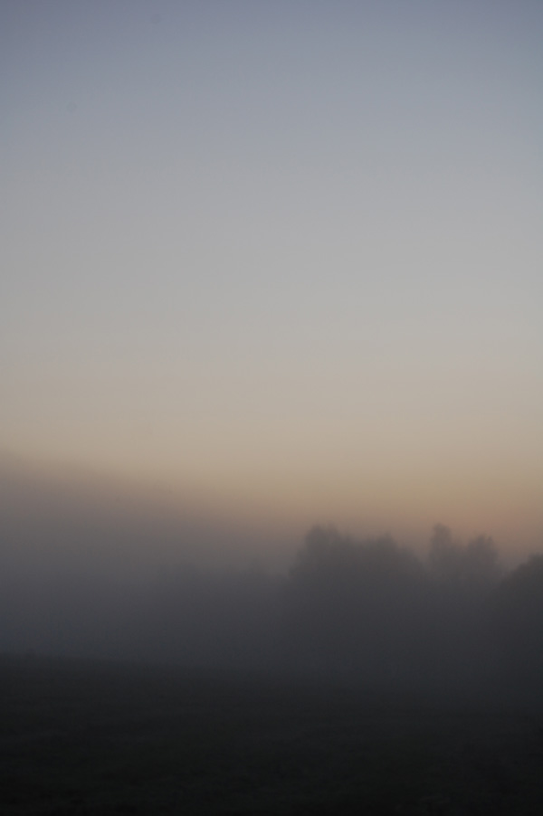 Trees vanishing in the morning mist.