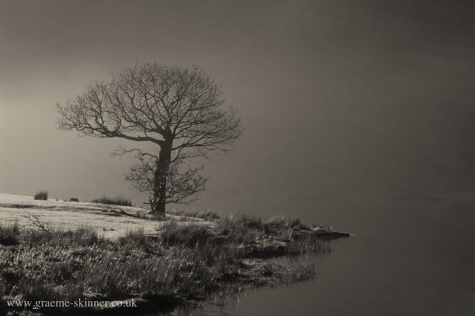 Tree by Crummock
