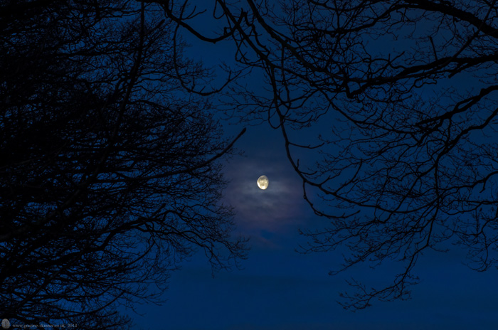 Moon through the Trees