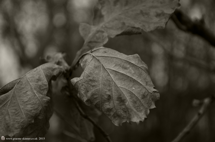 Leafy