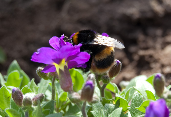 bee_9_4_10_a_800