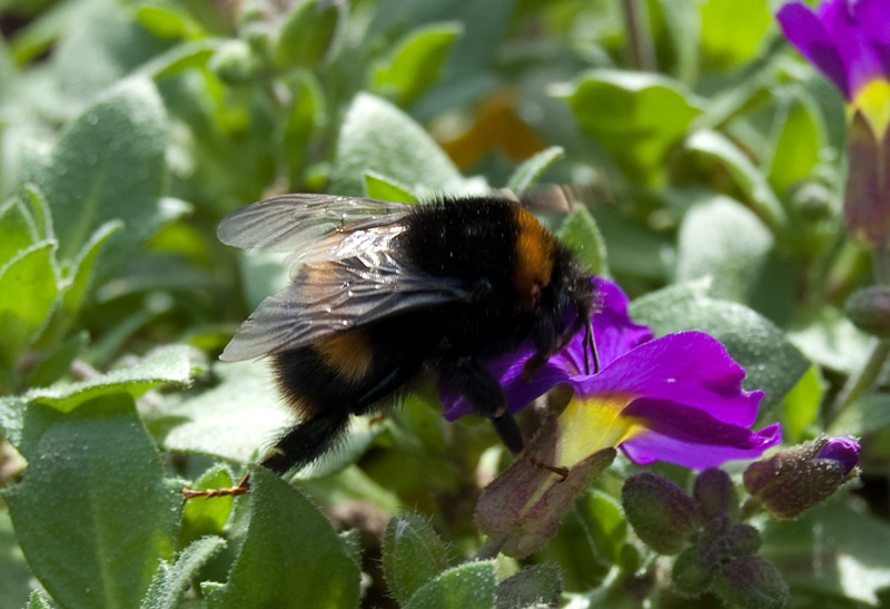 bee_9_4_10_b_800