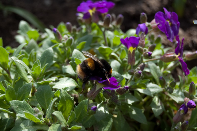 bee_9_4_10_c_800