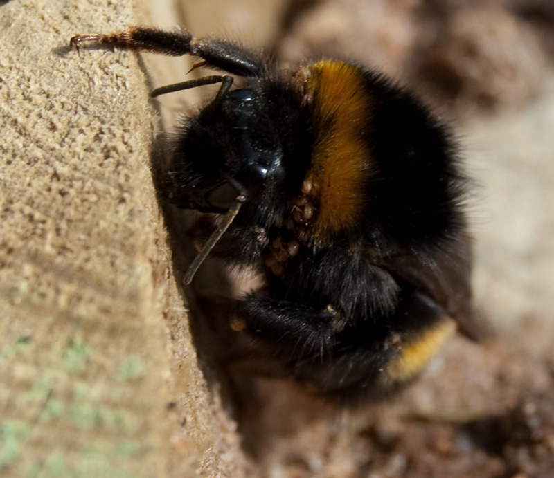 bee_9_4_10_d_800