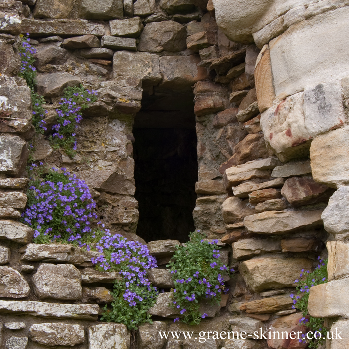 Aubretia around the window