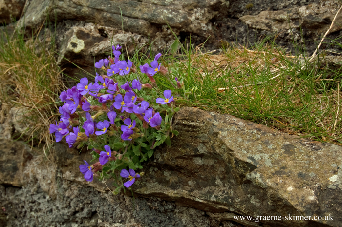 Aubretia