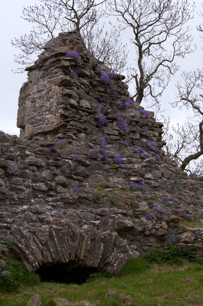 Aubretia