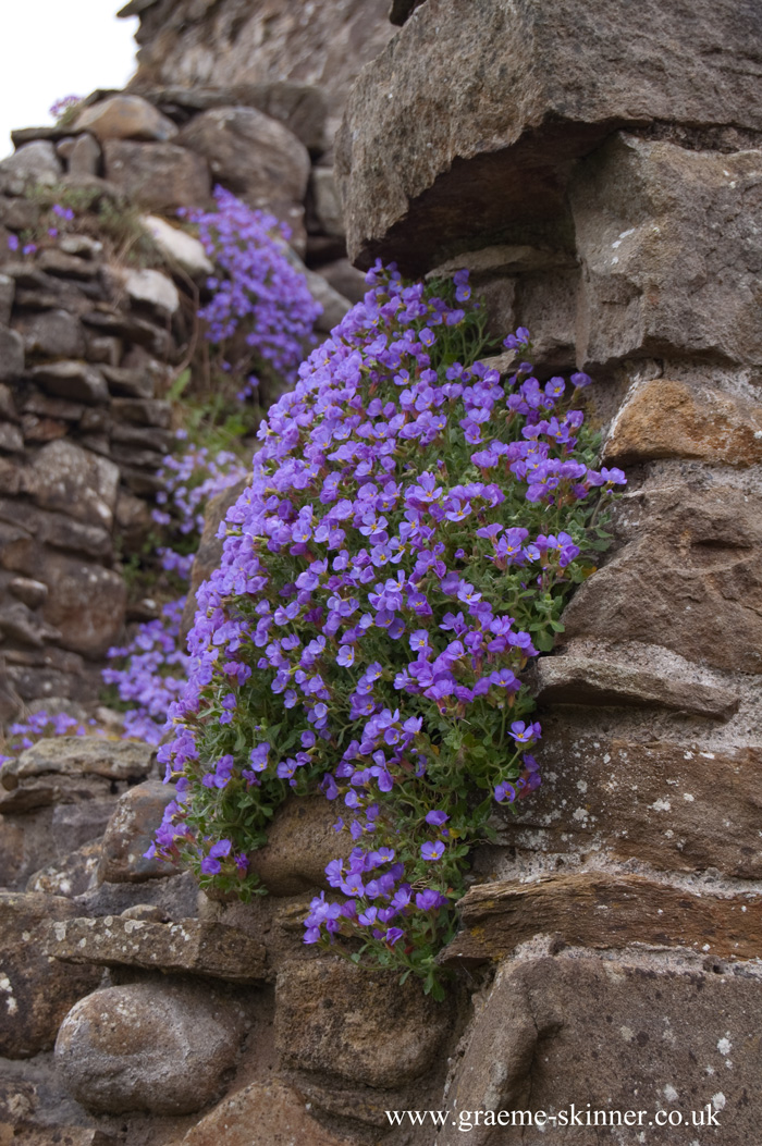 pendragon9_700