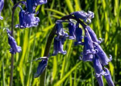 Hyacinthoides non-scripta